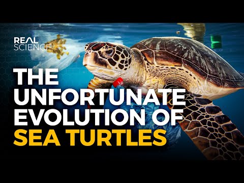 Why Evolution Has Screwed Sea Turtles (And So Have We)