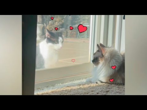 Cute Love Story Of These Two Cute Cats