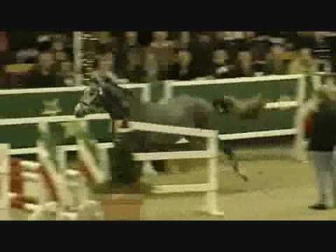 CRISTALLO II: Cornet Obolensky x Cassini I stallion, www.equine-evolution.com stallone da monta