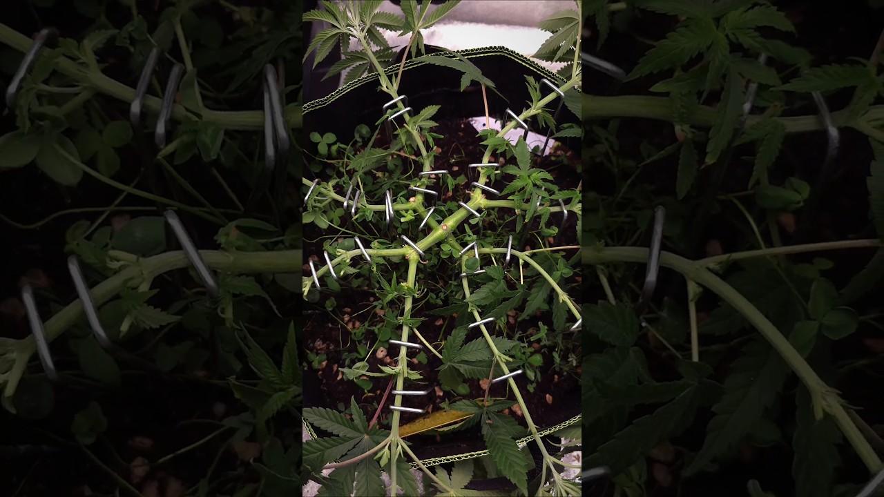 Lemon 🍋 Cherry 🍒 Runtz Mainlining Living Soil @CoupleofPlants