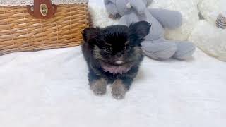 チワワ（ロング）の動画02