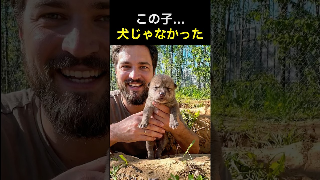 この子犬の正体…まさかの“純血オオカミ”でした