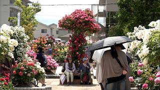 5月20日【びわ湖放送ニュース】鮮やかに彩る　彦根市・庄堺公園「色とりどりのバラの共演」