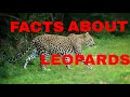 23 Amazing Facts About Leopards (Leopard Documentary 2020)