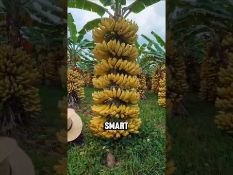 The Secret Trick to Grow Bigger Bananas 🍌 | Farmer’s Hack