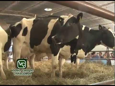 3° Remate Holando de Productores de Brandsen 15 de Abril en la Soc