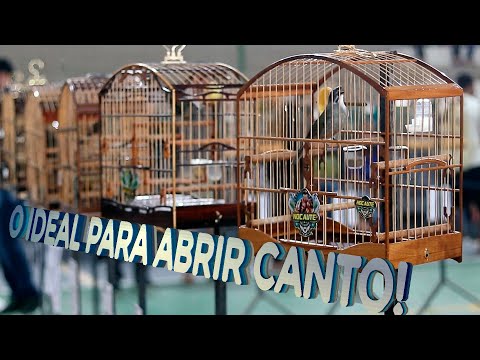TORNEIO de TRINCA FERRO!! O IDEAL para ABRIR o CANTO e ESTIMULAR seu TRINCA!!