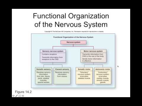 Chapter 14 Nervous Tissue Part1 BIOL223