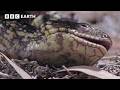 Shingleback Lizard Gives Birth To Live Babies In The Wild Life In Cold Blood BBC Earth