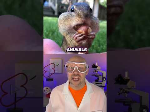 Animals with eyes in front of their heads