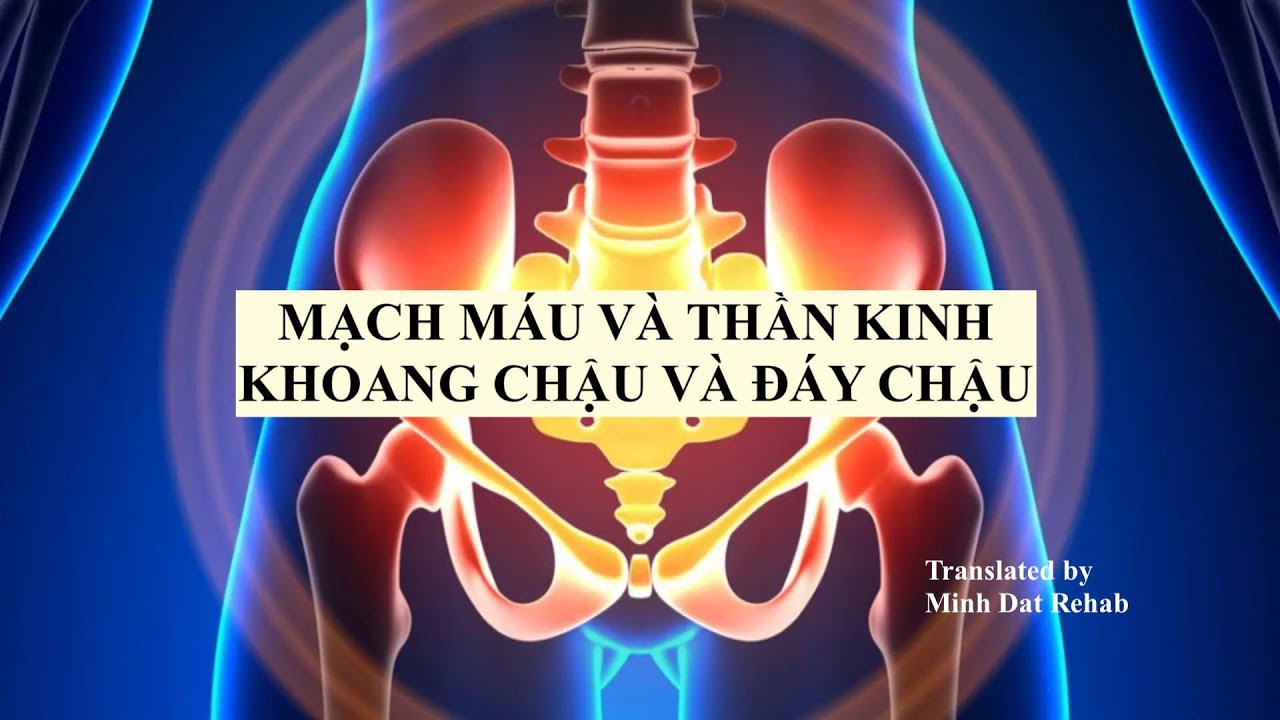 Mạch máu và thần kinh ở khoang đáy chậu