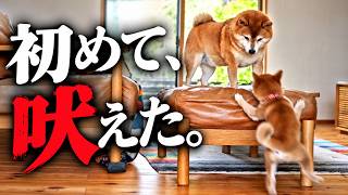 柴犬と暮らす｜八ヶ岳の「犬設計の家」、子犬のリアルな日常