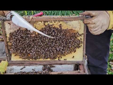 Tar hand om sista 3 avläggare innan vintern.