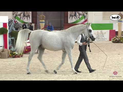 N 97 EK DEHOR   Italian Nationals 2021   Geldings Class 15