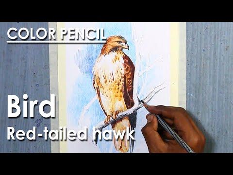 Colored Pencil Drawing Bird Red tailed hawk