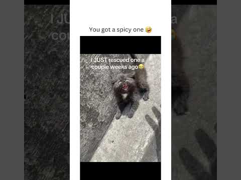 You got a spicy one 🤣 (Via:levithegermanshepherd/tt) #viral #funny #shortvideo #shorts #viralvideo