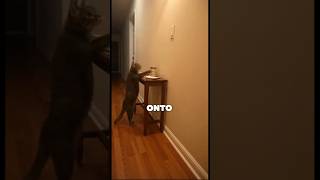 Download lagu This Cat Knew Something Was Wrong Before Anyone Else mp3