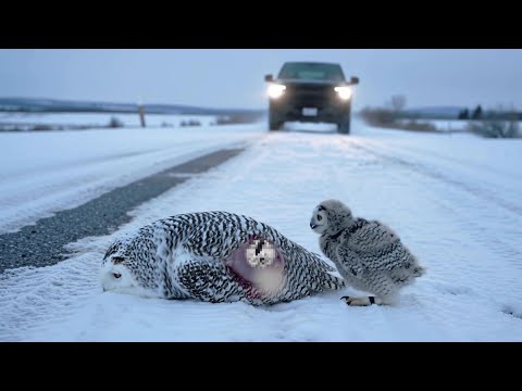 Rescuing a Snowy Owl and Chick After a Traffic Collision