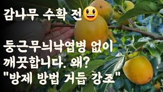 감나무 수확 전
