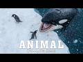 ANTARCTICA ORCA LORDS OF THE DEEP 4K Documentary