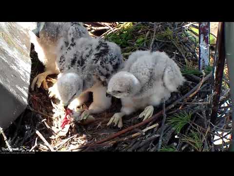 Red-tailed Hawk Chicks Self-feeding In The Nest – May 18, 2018
