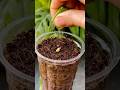 Growing Lemon Plant From Seed Plants Gardening Experiment