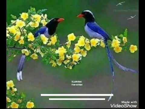 H.Lalrinkimi - I liam ni khan