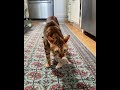 Oh Good It Looks Like You Have Time For Another Game Of Fetch With Me Bengalkittens Bengalcats