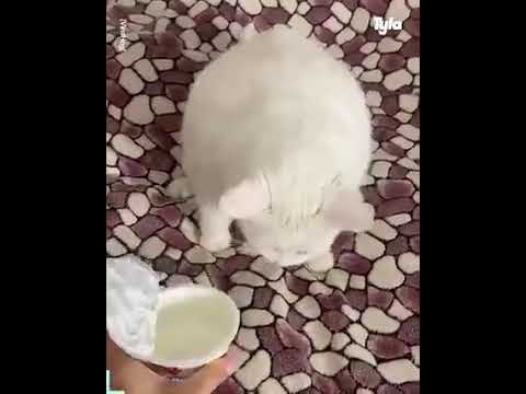 These pets are absolute divas! I can't cope 😂💃