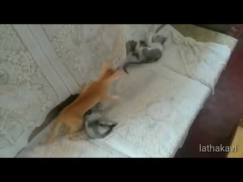 Kittens playing