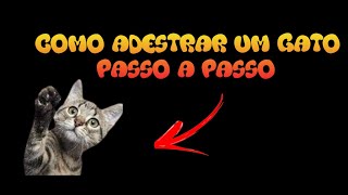 Como adestrar um gato passo a passo