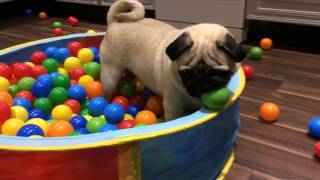 CUTE PUG PLAYING IN A BALL POOL!!