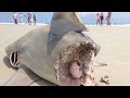 Giant Shark Bit In Half Giant Shark VS Mega Shark Or Megalodon Hoax Or Not