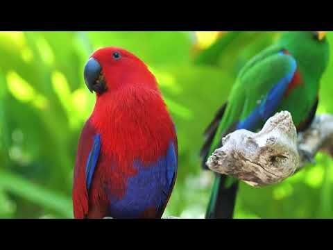 Breathtaking Red Cardinal in Stunning HDR | Relaxing Nature & Bird Sounds