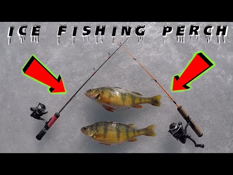 Ice Fishing LANDING JUMBO PERCH! / Catch AND Clean / Crazy Perch Fishing In Saskatchewan
