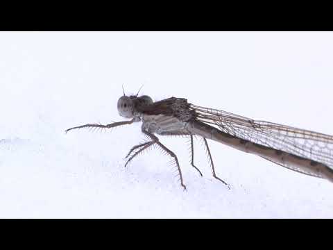 Wo sind Libellen im Winter?  -   Where are dragonflies in winter?