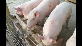Pig Feeder Design - Efficient and waste free