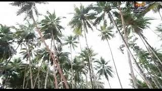 Download lagu ALBUM NATAL (NEW ALFA TRIO) VOL. 3 'GLORIA HALELUYA' CIPT. DICSON HALING mp3