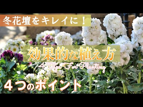 寒い季節に彩りを加えたいですか？これらの 15 個の冬の花は、あなたの庭に活気に満ちた雰囲気を加えます  庭園
