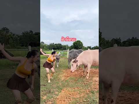 Fighting each other until the head is cut off. #funny #animals #funnyvideo #funnyshorts