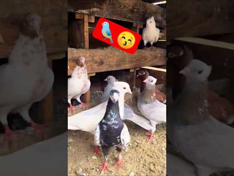 pigeons video 📸 paravi TikTok video 📸 paravi video 📷🤗😘 #trending