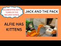 Jack And The Pack Ep 2 Alfie Has Kittens