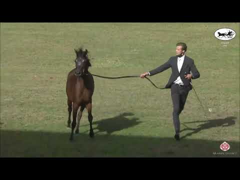 N 71 SHMOOA AL ENAYA   PSAIAHF 2022   Fillies 2 Years Old Class 2