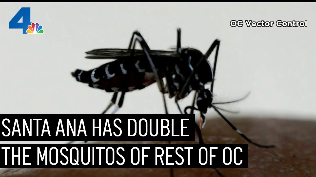 Santa Ana Has Double the Mosquito Population Than Rest of OC | NBCLA