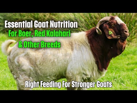 Complete Guide to Goat Nutrition How to Keep Your Boer & Red Kalahari Goats Thriving