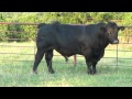 Maine X Gert Bull Video