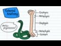 Long Bone Anatomy - Drawn & Defined