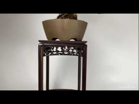 Pinus parviflora bonsai