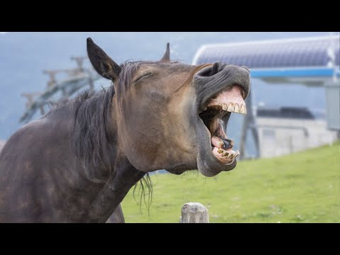 Ces vidéos d'animaux drôles qui vous feront rire aux éclats