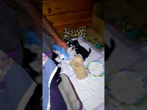 Chihuahua Puppy Love video.